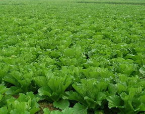 國家助力農(nóng)產(chǎn)品品牌致富 您符合這些條件嗎？