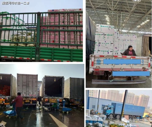 從田間到餐桌的低溫旅程 初級農產品冷鏈的真實模樣與未來五大發(fā)力點