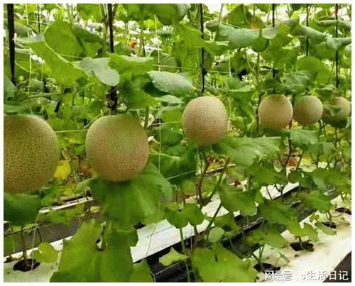 賽罕區(qū) 以初級農產品為抓手，加快構建新發(fā)展格局，著力推動高質量發(fā)展