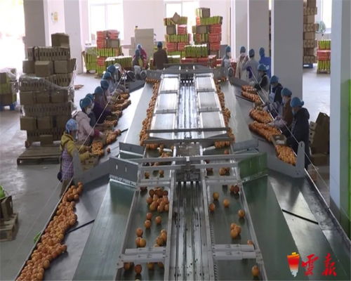 蔬菜捐贈全國第一 云南累計向湖北捐贈1.26萬噸初級農產品，譜寫抗疫情深