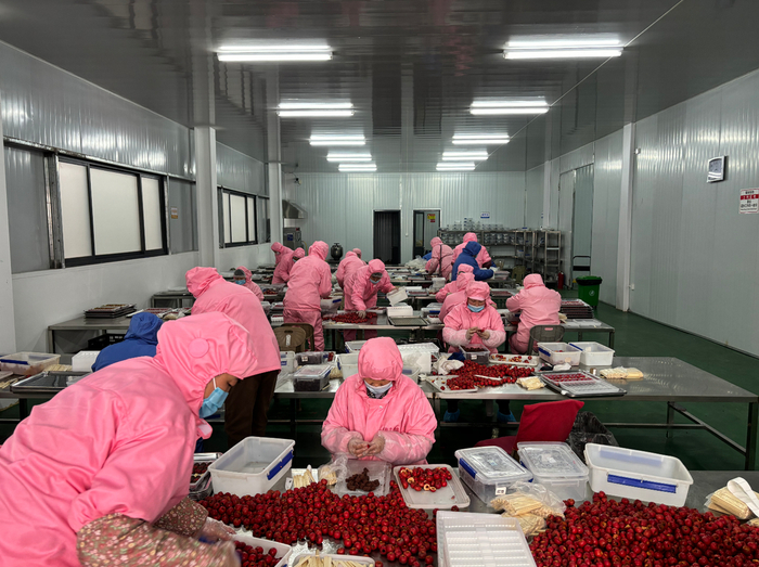 劉杜鎮(zhèn)山楂加工產(chǎn)業(yè)升級 高端糖葫蘆年產(chǎn)1500噸，打造初級農(nóng)產(chǎn)品精深加工新標(biāo)桿